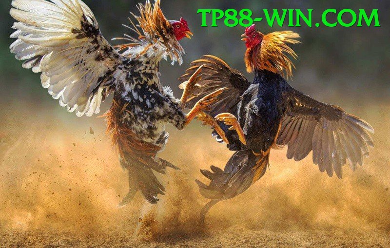 Đá Gà Trực Tiếp - Trải nghiệm tuyệt vời